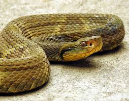 BUY JARARACA PIT VIPER SNAKE VENOM - Venom Supplies